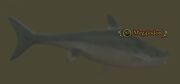 Megalodon