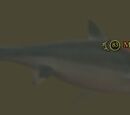Megalodon