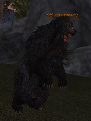 A cobalt blackpaw