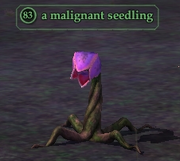 A malignant seedling