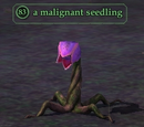 A malignant seedling