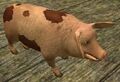 Race pig.jpg