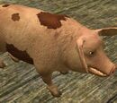 Baby swine
