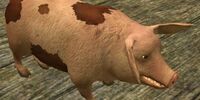 Hungering hellhog