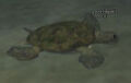 Reef turtle.jpg