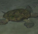 Reef turtle (Outpost of the Overlord)