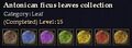 CQ leaf antonicanficus Journal.jpg