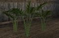 Plains fern (Visible).jpg