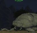 A stone beetle (Commonlands)