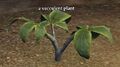 A succulent plant.jpg