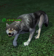 A feral coyote
