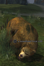 A woodland bear cub