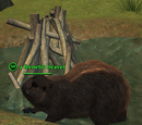 A frenetic beaver