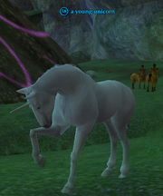 A young unicorn