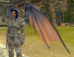 Aerakyn (Character Race) Male