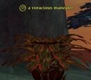 A voracious maneater
