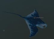 A blanketfish