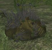 A sap urchin