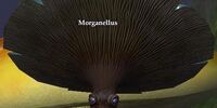 Morganellus