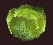 Head-of-cabbage