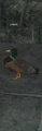 A duck (CH).jpg