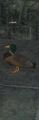 A duck (CH).jpg