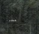 A duck (CH)