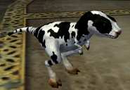 Spotted Baby Bovoch