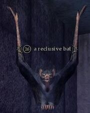 A reclusive bat