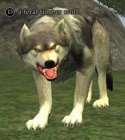 A feral timber wolf