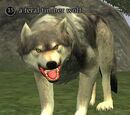 A feral timber wolf