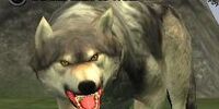 A feral timber wolf
