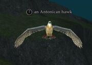 Antonican hawk