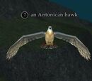 An Antonican hawk