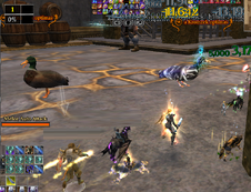 Ducks in the raid