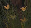 The Heart of a Gnome
