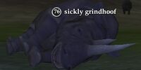 Sickly grindhoof
