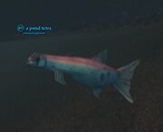 A pond tetra