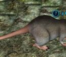 A tomb forager