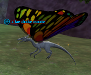 A fae drake curate