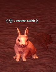A sootfoot rabbit