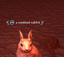 A sootfoot rabbit