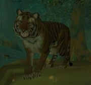 Mature Kunzar Tiger
