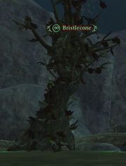 Bristlecone