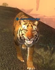 A feral boldstripe tiger