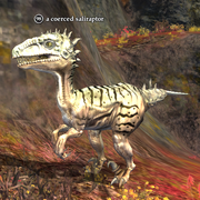 A coerced saliraptor