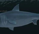 A shoreline shark