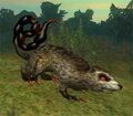 Race khoalrat.jpg