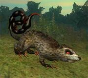 Race khoalrat