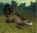 A crazed kohlrat